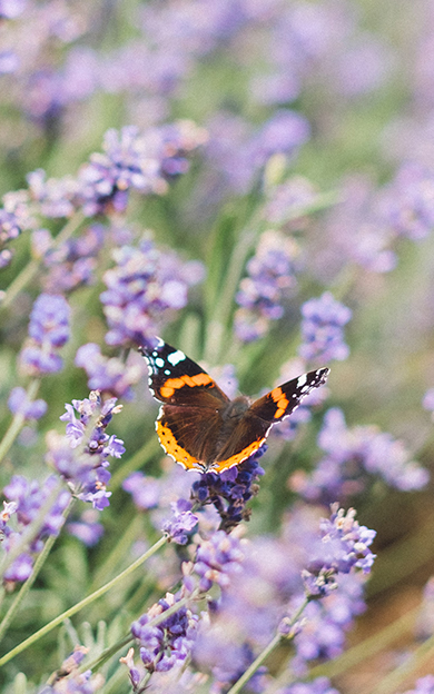 butterfly sat on lavendar