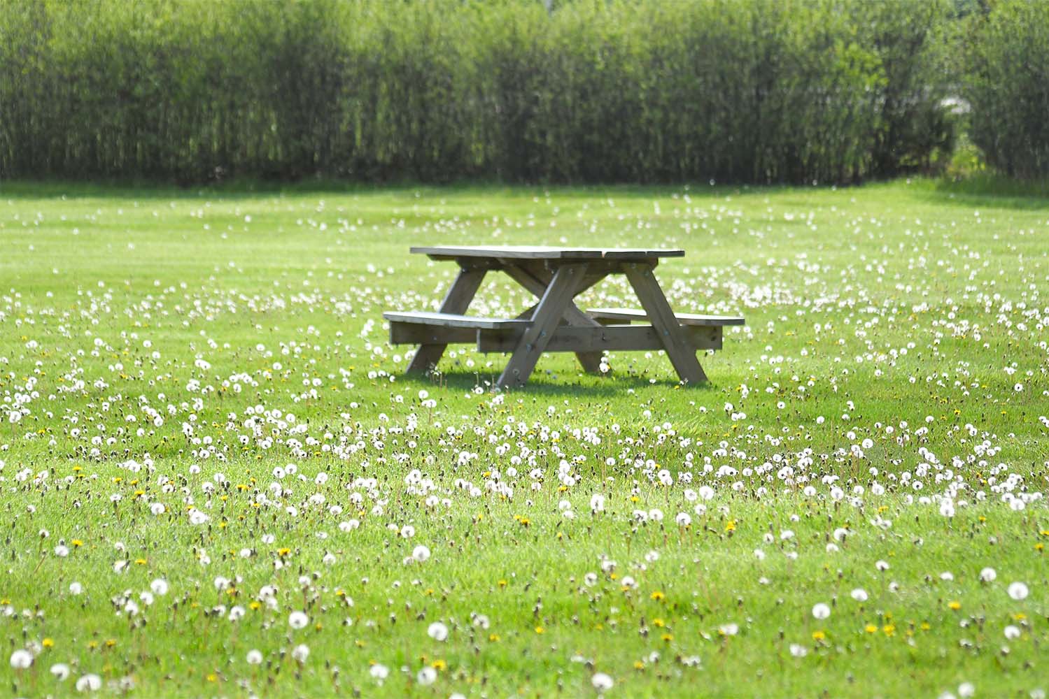 a bench in the middle of a field