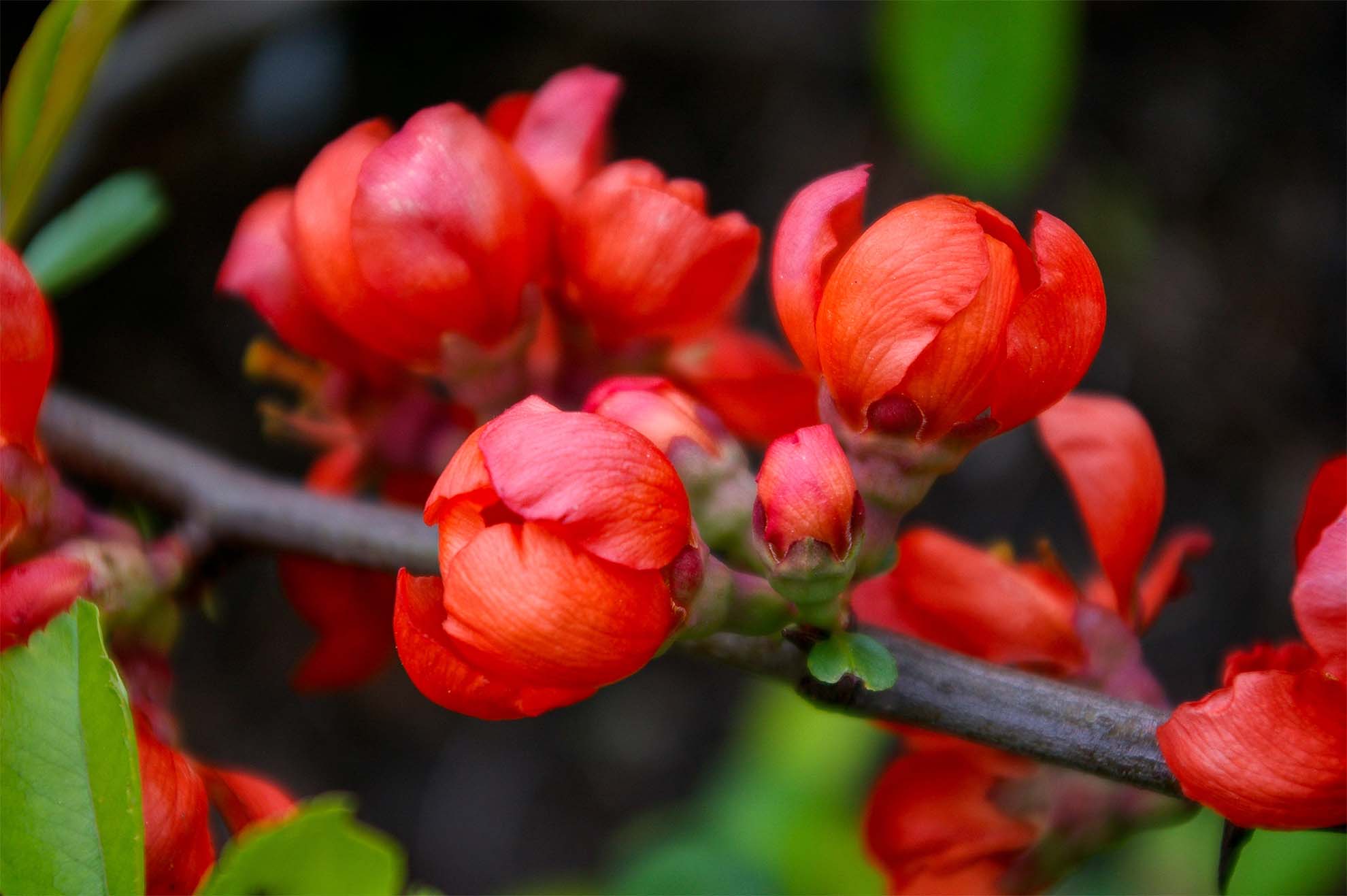 close up of red flowers blooming